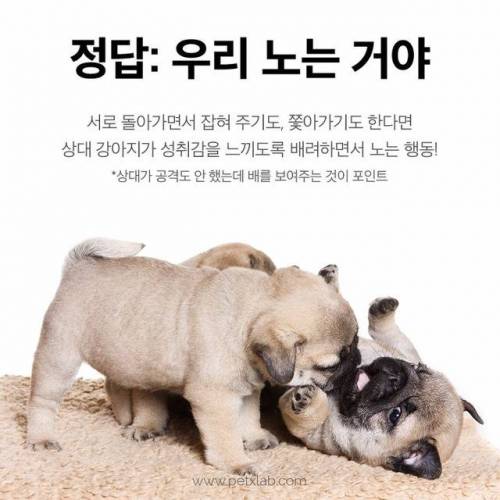싸우는거니? 노는거니?
