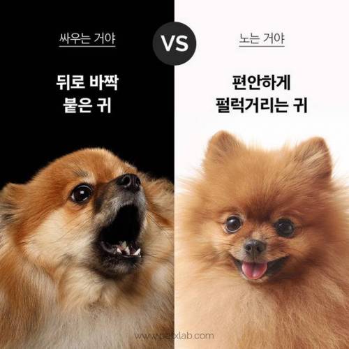 싸우는거니? 노는거니?