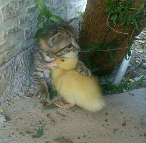 천둥소리에 놀란 작은 오리를 안아주는 작은 냥이