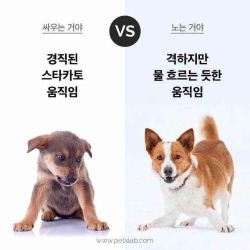 싸우는거니? 노는거니?