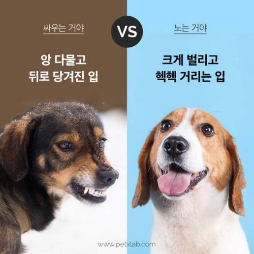 싸우는거니? 노는거니?