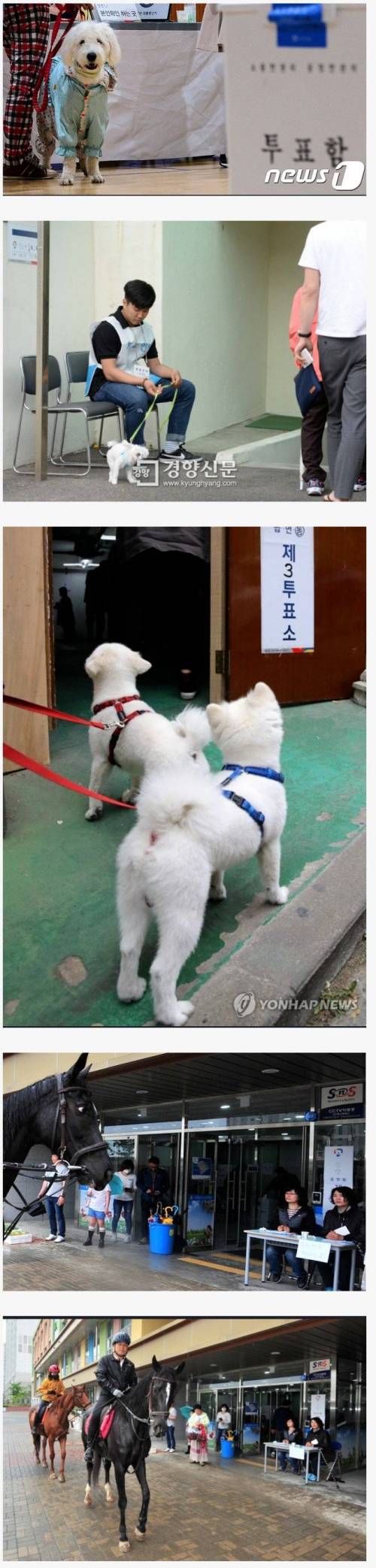 투표소에 따라온 반려동물들