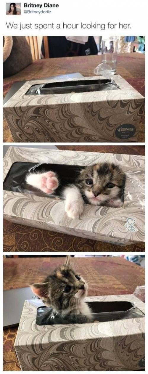 집 나간줄 알았던 냥이