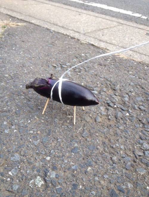 애완 가지.jpg