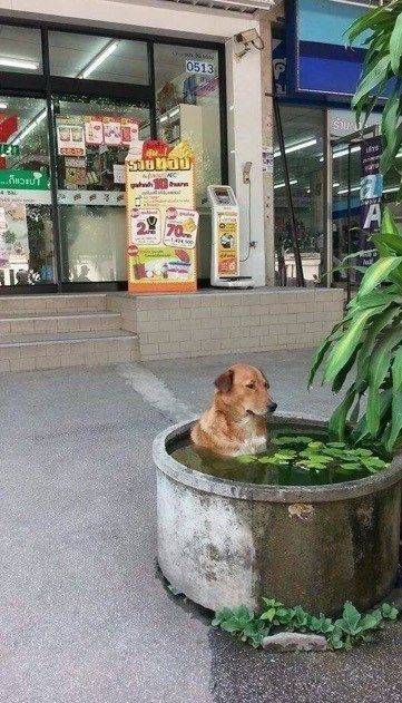 개 시원.jpg