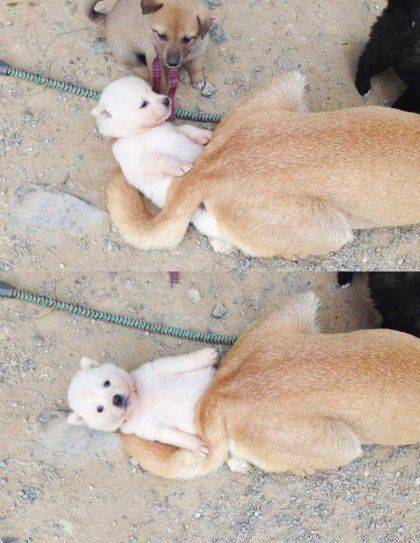 엉덩이에 깔린 강아지