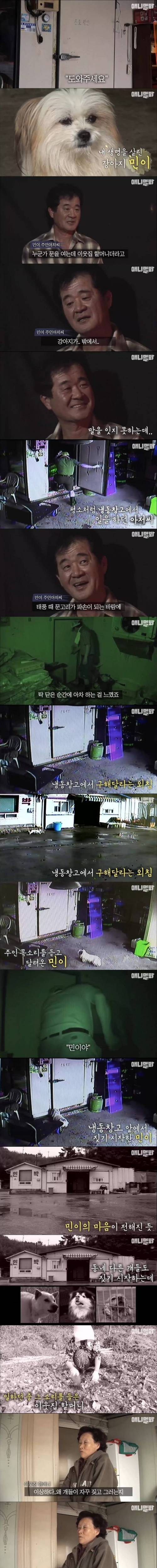 주인을 구한 멍뭉이.jpg