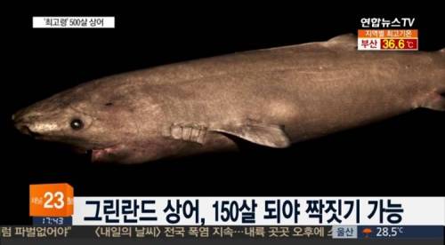 150년 동안 못하는 녀석