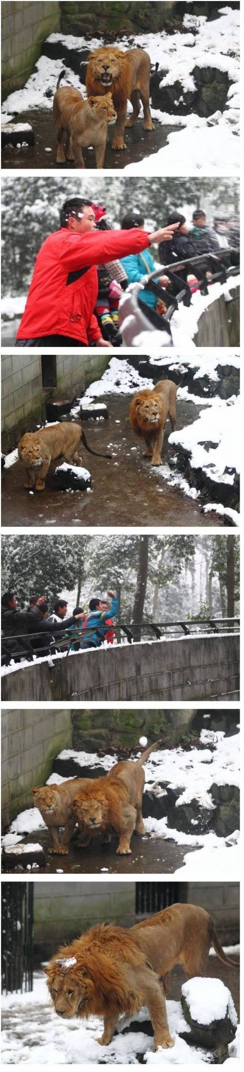 대륙의 동물원.jpg