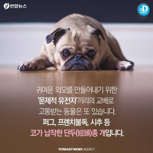 아픈 동물들..jpg