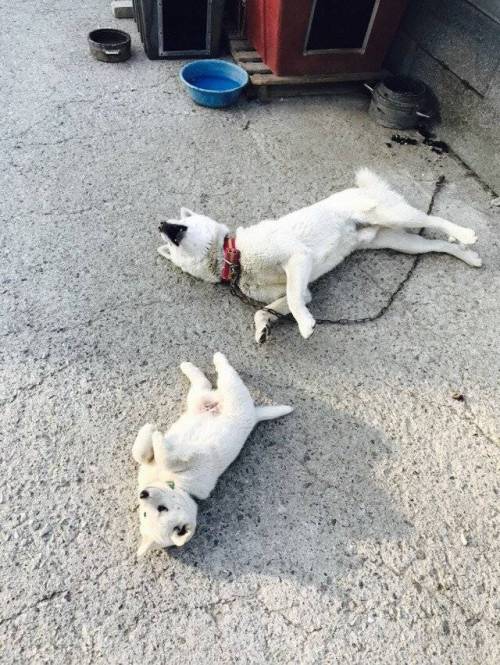 시골 멍멍이.jpg