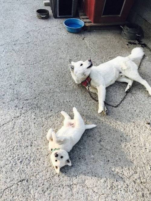 시골 멍멍이.jpg