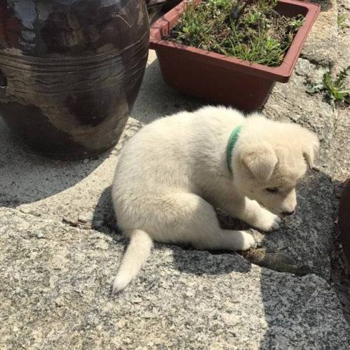 시골 멍멍이.jpg