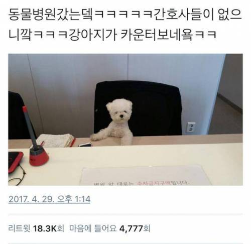어느 동물병원의 간호사