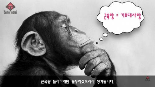 우리가 몰랐던 기초대사량의 진실.jpg