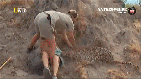 고양이 제압하기.gif