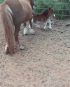 기분 좋은 망아지.gif