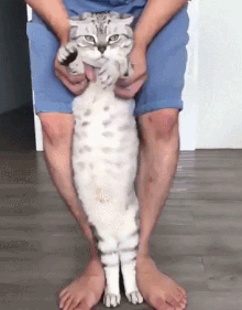 냥냥이 뱃살.gif
