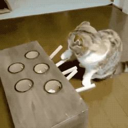 장난감 갖고노는 고양이.gif