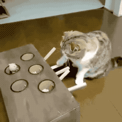 장난감 갖고노는 고양이.gif
