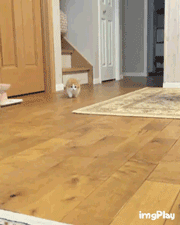 고양이에게 폭행 당했다.gif