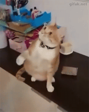 커졌nyangif