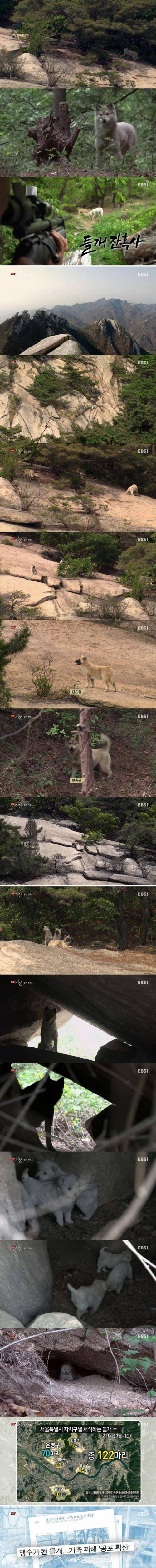 유기견, 들개 잔혹사.jpg