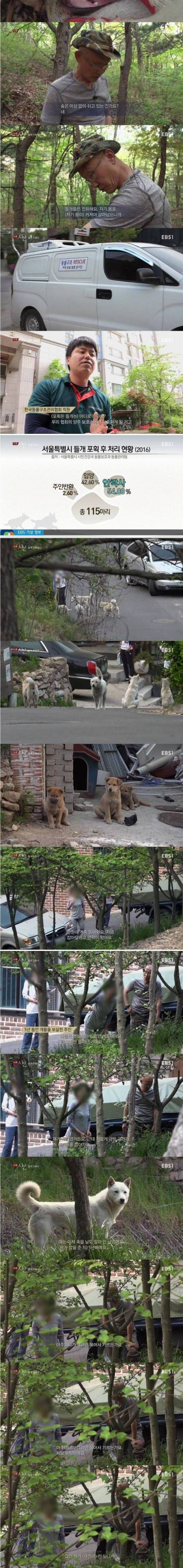 유기견, 들개 잔혹사.jpg