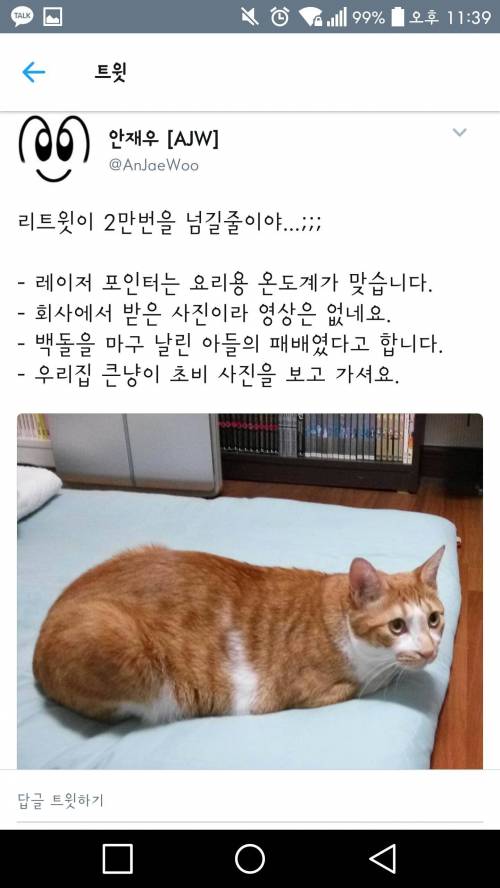 고양이와 놀아주기