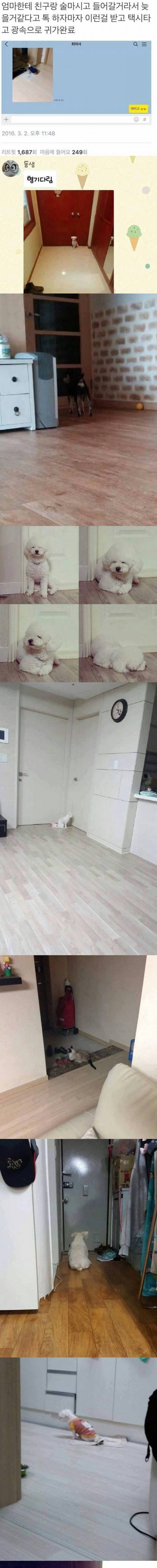멍멍! 주인님 언제 오세요!