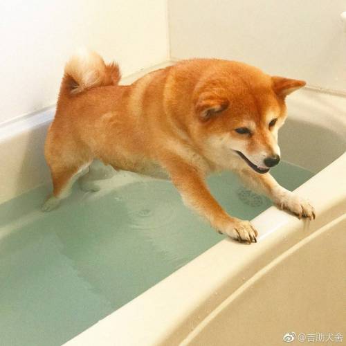 목욕하기 싫다 시바