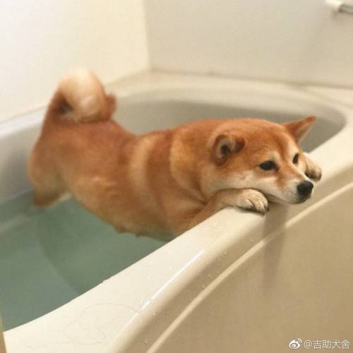 목욕하기 싫다 시바