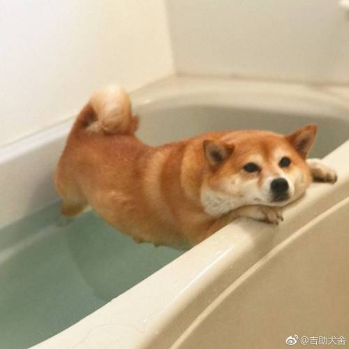 목욕하기 싫다 시바