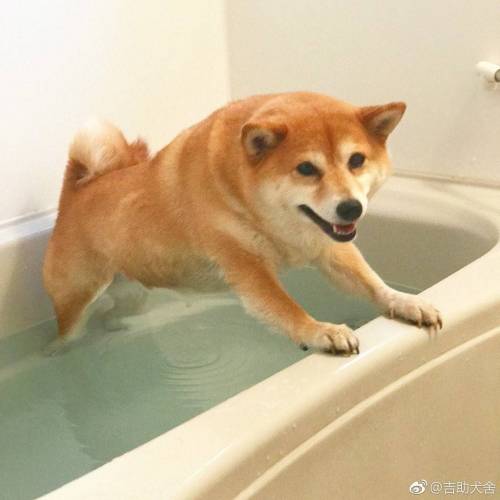 목욕하기 싫다 시바