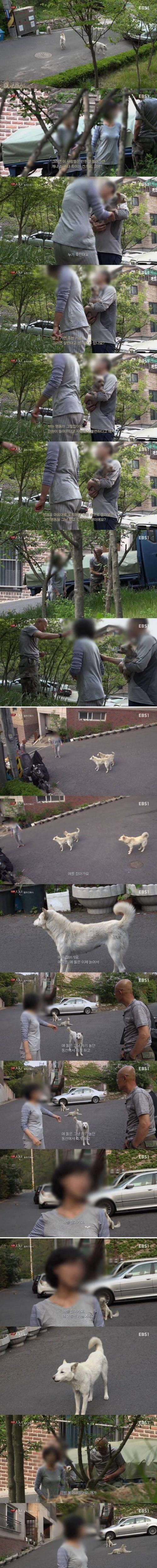 유기견, 들개 잔혹사.jpg
