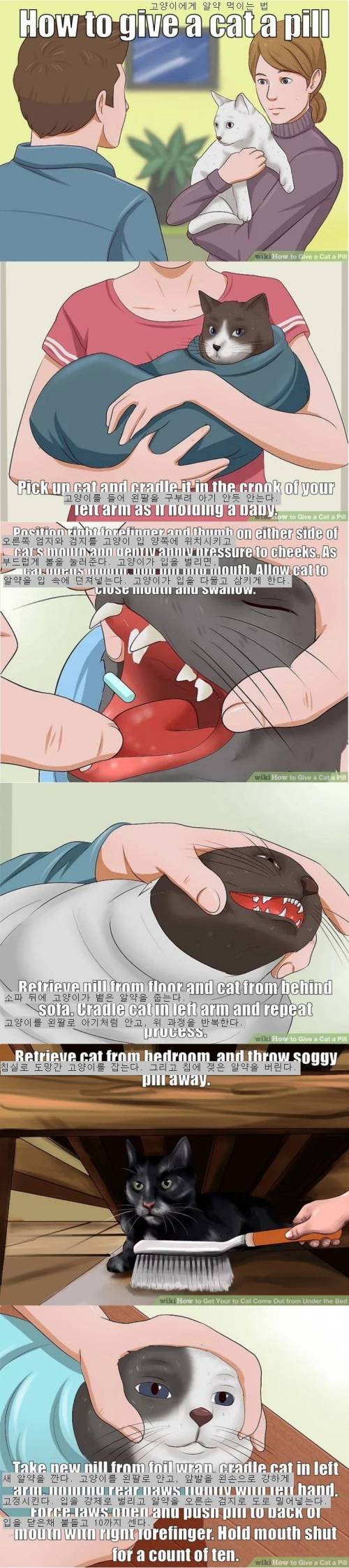 냥이에게 알약을 먹이는 방법