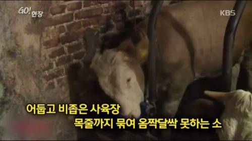 소찡...jpg