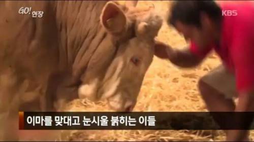 소찡...jpg