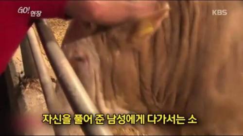 소찡...jpg