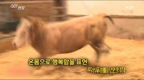 소찡...jpg
