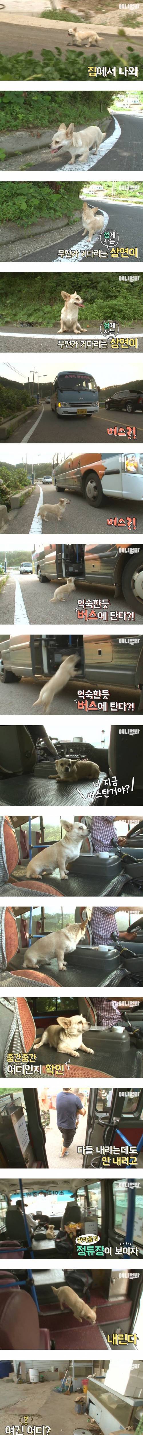 버스 타는 멍뭉이.jpg