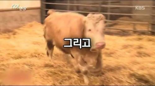 소찡...jpg