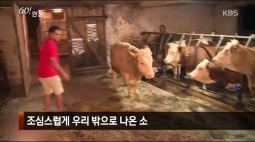 소찡...jpg