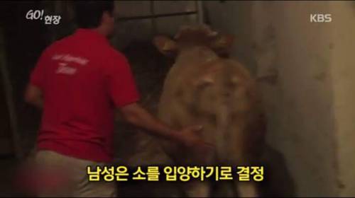 소찡...jpg
