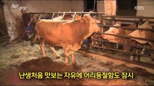 소찡...jpg