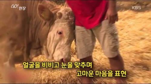 소찡...jpg