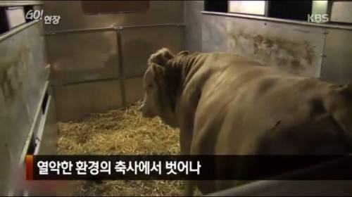 소찡...jpg