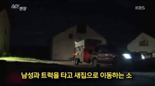 소찡...jpg