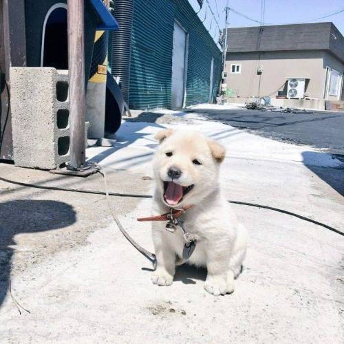 생후 1개월반 인절미 멍뭉이
