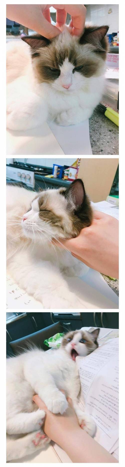 고양이 만질때 부위별 표정변화